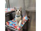 Adopt Theodore a Gray or Blue Domestic Shorthair / Mixed cat in Corpus Christi