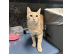 Adopt Cheeto a Tan or Fawn Tabby Domestic Shorthair / Mixed cat in Corpus