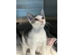 Adopt Pecha a Gray or Blue Domestic Shorthair / Domestic Shorthair / Mixed cat