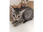 Adopt Nova a Gray or Blue Domestic Shorthair / Domestic Shorthair / Mixed cat in