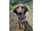 Adopt Journey a Coonhound (Unknown Type) / Mixed dog in Penticton, BC (39171623)