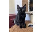 Adopt Persephone a Domestic Shorthair / Mixed cat in Salmon Arm, BC (39171620)