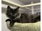 Adopt Medusa a Domestic Longhair / Mixed cat in Salmon Arm, BC (39171619)
