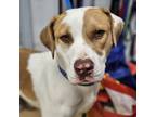 Adopt Gideon a White - with Tan, Yellow or Fawn American Pit Bull Terrier /