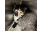 Adopt Jill a Tortoiseshell Domestic Shorthair / Mixed cat in Spokane