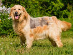 Adopt Neema a Red/Golden/Orange/Chestnut Golden Retriever / Mixed dog in