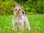 Adopt Bobby a Gray/Blue/Silver/Salt & Pepper Schnauzer (Miniature) / Mixed dog