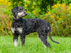 Adopt Fey a Black Poodle (Standard) / Mixed dog in Ile-Perrot, QC (39171582)