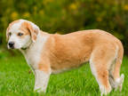 Adopt Sun a Tan/Yellow/Fawn Mastiff / Great Pyrenees / Mixed dog in Ile-Perrot