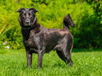 Adopt Linda a Black Labrador Retriever / Mixed dog in Ile-Perrot, QC (39171572)