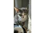 Adopt Tillie a White Domestic Shorthair / Domestic Shorthair / Mixed cat in
