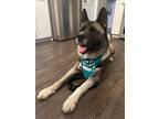 Adopt Avery a Gray/Blue/Silver/Salt & Pepper Akita / Mixed dog in Madison