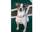 Adopt SooDoo a Gray/Blue/Silver/Salt & Pepper Australian Cattle Dog / Beagle /