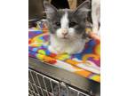 Adopt Dion a Gray or Blue Domestic Mediumhair / Domestic Shorthair / Mixed cat