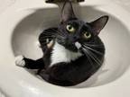 Adopt Dianna a All Black Domestic Shorthair / Domestic Shorthair / Mixed cat in