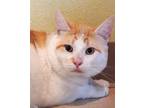 Adopt Frankie a White Domestic Shorthair / Domestic Shorthair / Mixed (short