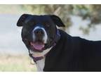 Adopt Nova a Black American Pit Bull Terrier / Mixed dog in Durango
