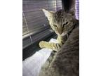 Adopt Taupe a Gray or Blue Domestic Shorthair / Domestic Shorthair / Mixed cat
