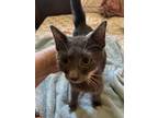 Adopt Rowan a Gray or Blue American Shorthair (short coat) cat in Surprise