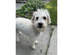 Adopt Wilbur a White Poodle (Miniature) / Mixed dog in Oak Pak, IL (39171455)