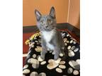 Adopt Meenie a Gray or Blue Domestic Shorthair / Domestic Shorthair / Mixed cat