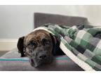 Adopt Daisy a Brindle Mastiff / Boxer / Mixed dog in South San Francisco