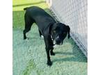 Adopt Ridley a Black Boxer / Labrador Retriever / Mixed dog in Tempe