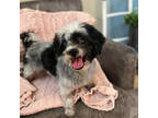 Adopt Jim a Black Shih Tzu / Mixed dog in Phoenix, AZ (39171481)