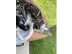 Adopt Baby a Tiger Striped Tabby / Mixed (short coat) cat in El Monte