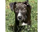 Adopt Lucky Pup: Jose a Black Shepherd (Unknown Type) / Beagle / Mixed dog in