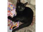 Adopt Shadow a Black (Mostly) Domestic Shorthair / Mixed (short coat) cat in