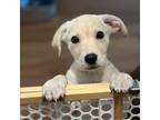 Adopt Patriot Pups: Freedom a White - with Tan, Yellow or Fawn Labrador