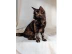 Adopt Waddles a All Black Domestic Mediumhair / Domestic Shorthair / Mixed