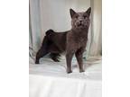 Adopt Xena a Gray or Blue Domestic Shorthair / Domestic Shorthair / Mixed (short