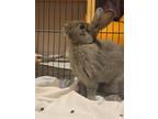 Adopt Judy Hopps a Grey/Silver Other/Unknown / Mixed rabbit in Windsor