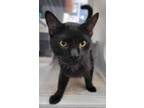 Adopt Purrseidon a All Black Domestic Shorthair / Domestic Shorthair / Mixed cat