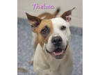 Adopt Thelma a White Foxhound / Mixed dog in Windsor, ON (39171258)