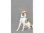 Adopt Olivia - Kitchener a Tan/Yellow/Fawn Mixed Breed (Medium) / Mixed dog in
