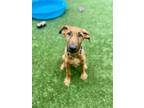 Adopt Copper - Kitchener a Tan/Yellow/Fawn Mixed Breed (Large) / Mixed dog in