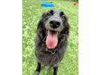 Adopt Benji - Kitchener a Black Mixed Breed (Large) / Mixed dog in Kitchener