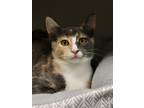 Adopt Joyce a Gray or Blue Domestic Shorthair / Domestic Shorthair / Mixed cat