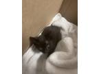 Adopt Winona a All Black Domestic Shorthair / Domestic Shorthair / Mixed cat in