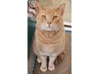 Adopt Little Dude a Orange or Red Domestic Shorthair / Domestic Shorthair /