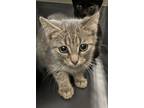 Adopt Coco a Gray or Blue Domestic Shorthair / Domestic Shorthair / Mixed cat in