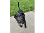 Adopt Josie a Black Fox Terrier (Wirehaired) / Mixed dog in Woodstock