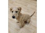 Adopt Jules a Tan/Yellow/Fawn Fox Terrier (Wirehaired) / Mixed dog in Woodstock