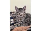 Adopt Tabby a Brown or Chocolate Domestic Shorthair / Domestic Shorthair / Mixed