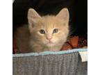 Adopt Dewalt a Orange or Red Domestic Mediumhair / Mixed cat in Incline Village