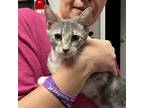 Adopt Vanya a Gray or Blue Domestic Shorthair / Mixed cat in Midland