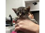 Adopt Gouda a Gray or Blue Domestic Shorthair / Mixed cat in Midland